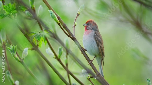 Common rosefinch (Carpodacus erythrinus) song, scarlet bird singing