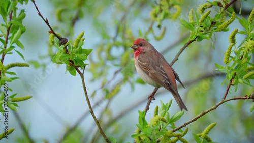 Common rosefinch (Carpodacus erythrinus) song, scarlet bird singing