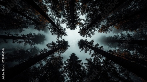 A low-angle shot peering up through tall, dark trees at the overcast sky. Fog and mystery enhance the scene