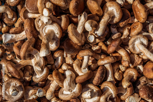 キノコのテクスチャ