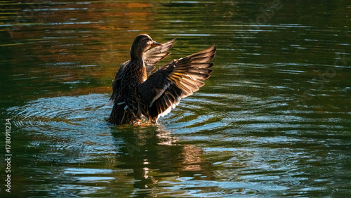 Stockente im Abendrot