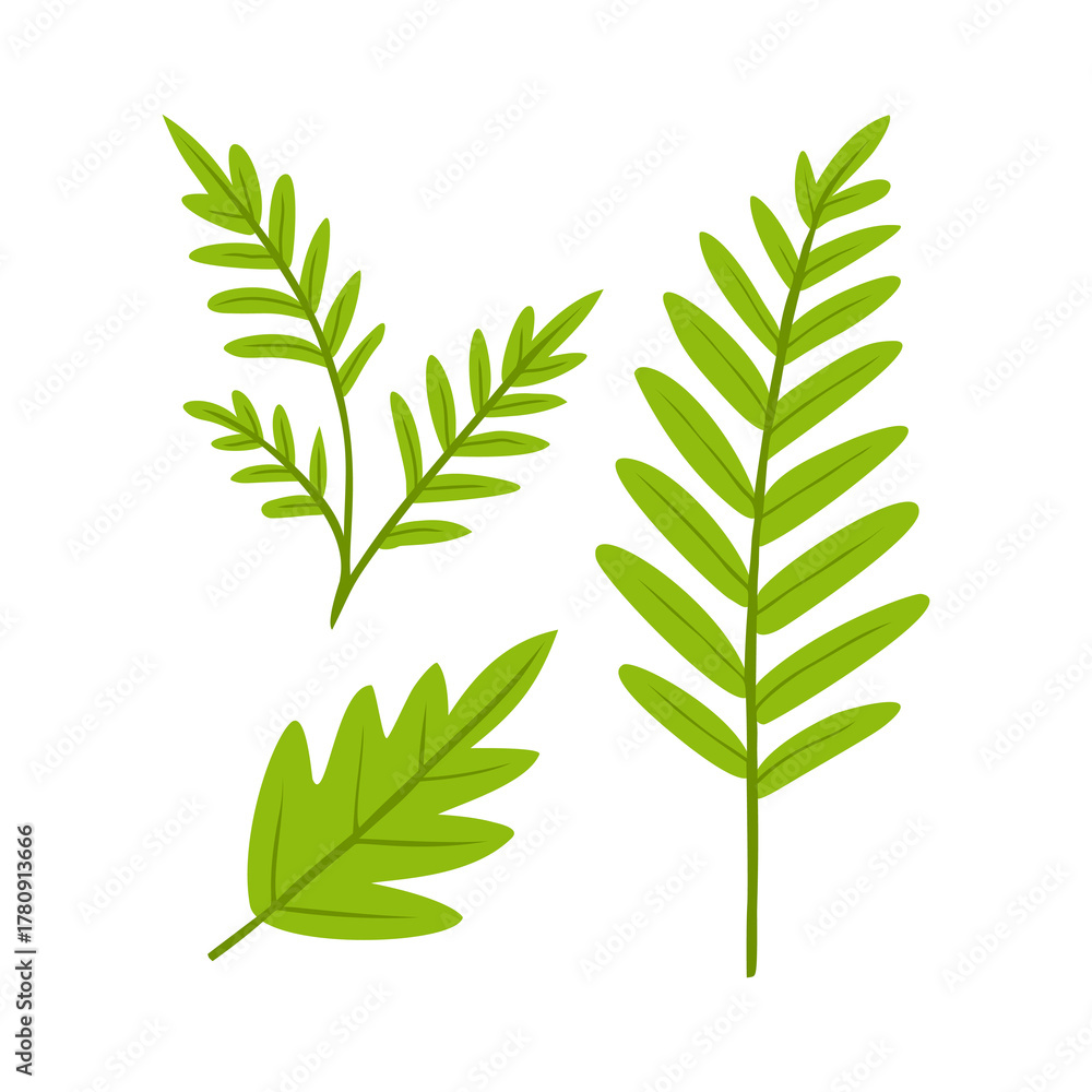 Fototapeta premium Green leaf set isolated on white background, simple botanical illustration vector.
