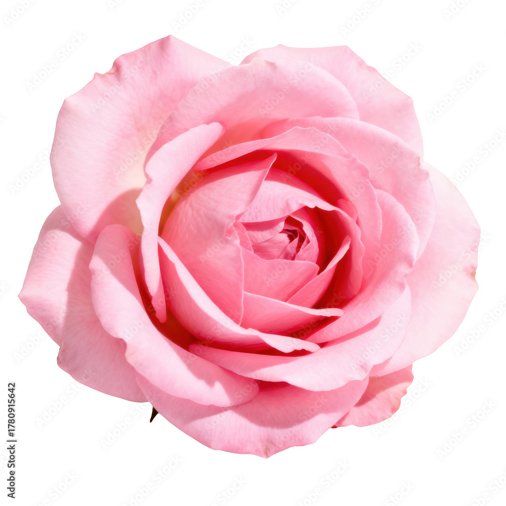 Obraz premium Romantic pink rose flower in full bloom, delicate close up showing every beautiful soft petal on cutout background