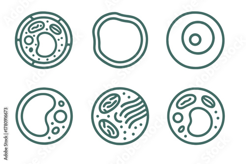 Plant Cell Icons. Line style icons of plant cells in round shape: plant cell diagram, cell wall, chloroplast detail, nucleus