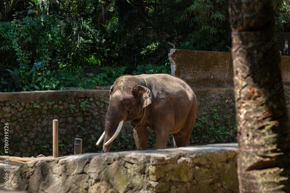 Naklejka premium An elephant is active in a zoo in Lombok, Indonesia in the morning.
