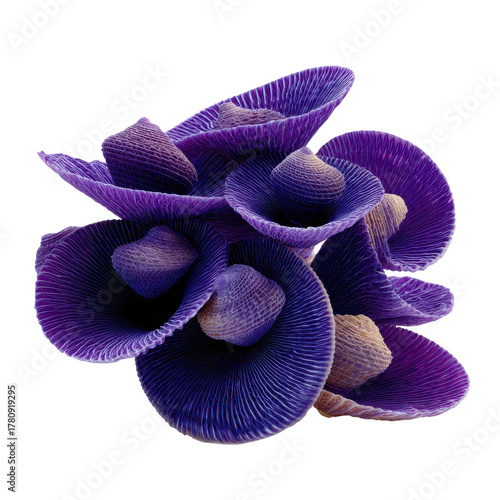 Beautiful purple mushrooms showcasing intricate textures and layers. or transparent background