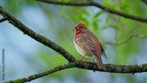 Common rosefinch (Carpodacus erythrinus) song, scarlet bird singing