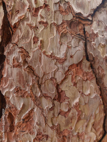 Close Up of Rough Tree Bark with Natural Texture