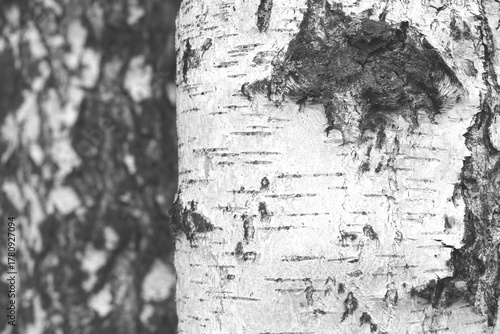 black-and-white photo with white birches