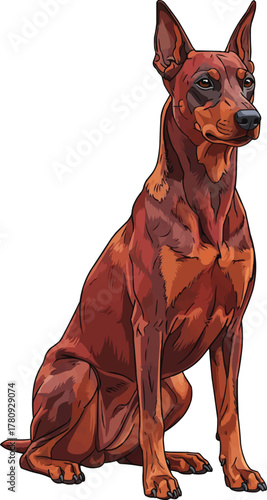 German Pinscher dog sitting alert attentive vector illustration