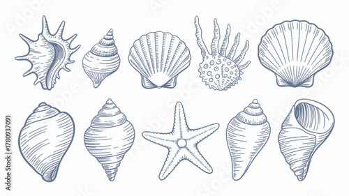 Elegant Hand-Drawn Seashells and Starfish Illustrations – Vintage Ocean Art Collection for Coastal Design.
