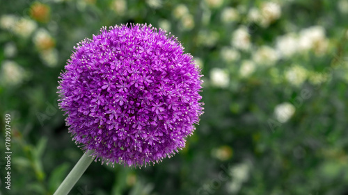 Riesen-Zierlauch, Allium Ambassador