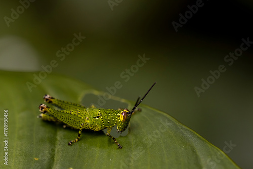 Macro: Vibrant green grasshopper with black spots & yellow eyes, camouflaged on a lush green leaf. Detailed nature shot.