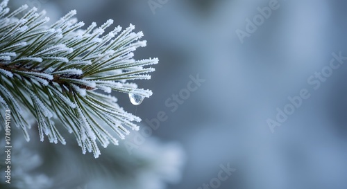 Delicate frost clings to pine needles, a single droplet hangs precariously, winters gentle touch.