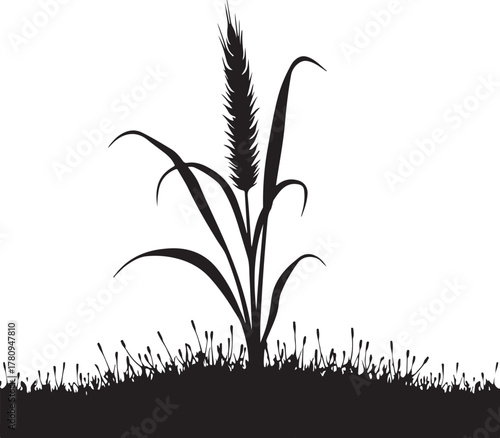 Black silhouette of a single wheat stalk with grass