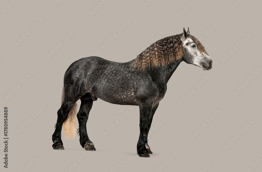 Fototapeta premium Percheron gray draft horse standing on studio background