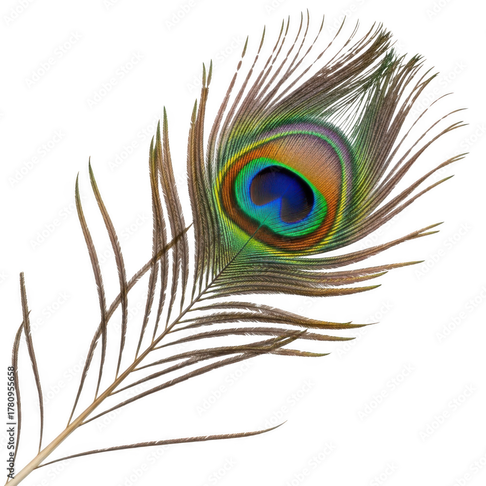 Obraz premium Peacock feather isolated on transparent background