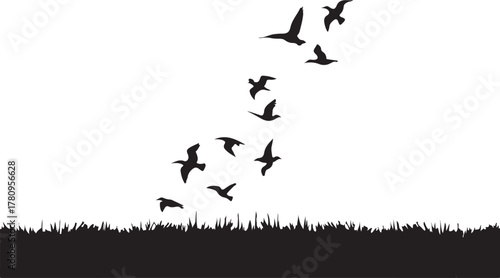 Flock of seagulls flying over grass silhouette bird