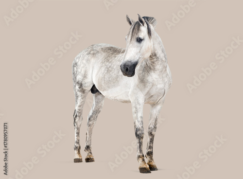 Dapple gray horse standing against a plain background