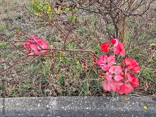 rural and simple image of blooming small wild roses in winter