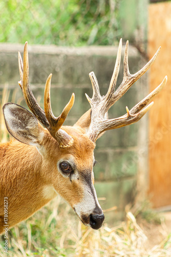 Brazilian Marsh Deer at the zoo
Blastocerus dichotomus