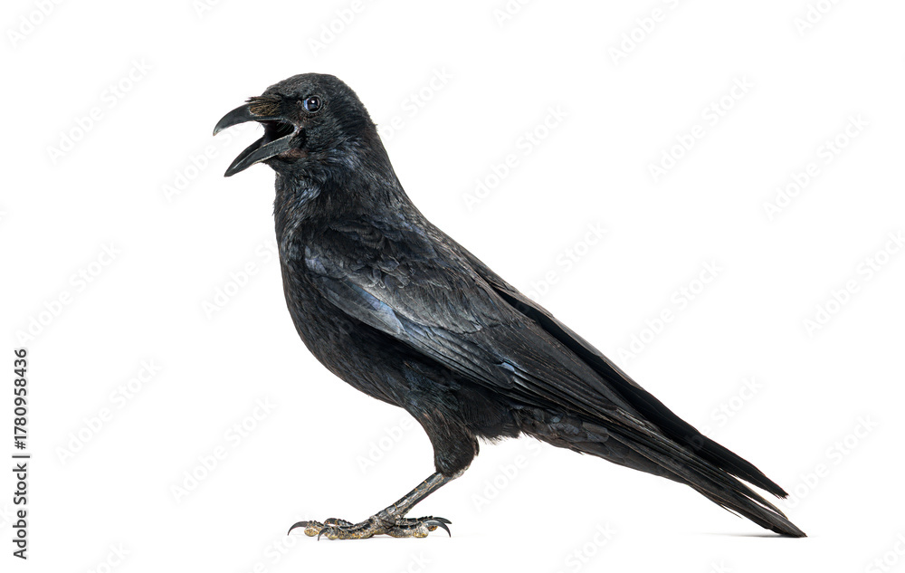 Fototapeta premium Side view of a Carrion crow calling beak open, corvus corone, isolated on white