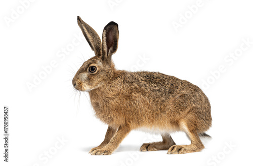 Side view of a European hare or brown hare, lepus europaeus, sitting and looking away on white background