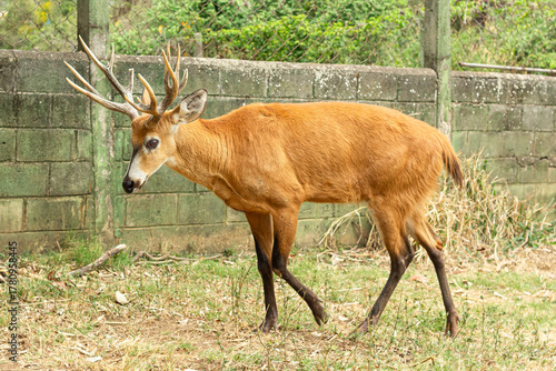 Brazilian Marsh Deer at the zoo
Blastocerus dichotomus
