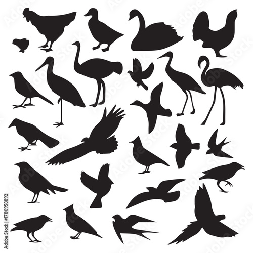 Different Types of Bird Illustrations