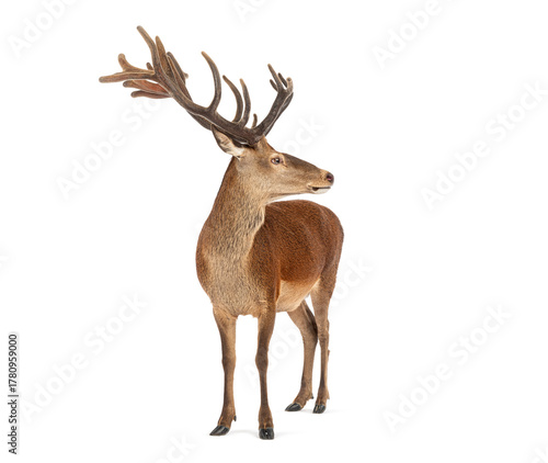 Red deer stag standing and looking back over shoulder on white background © Eric Isselée
