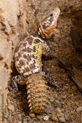 Brazilian spiny-tailed lizard on the ground
Hoplocercus spinosus