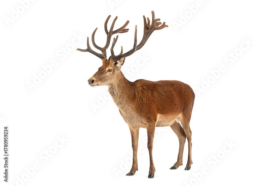 Red deer stag standing on white background showing antlers © Eric Isselée