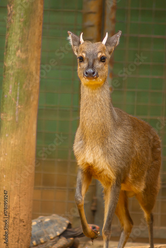Brazilian brown deer at the zoo