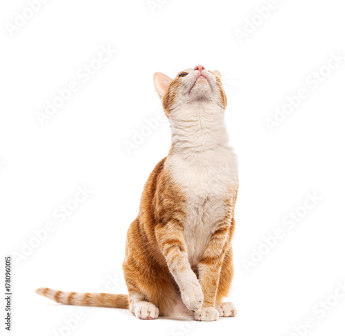 Canvastavla Ginger cat looking up while sitting on white background