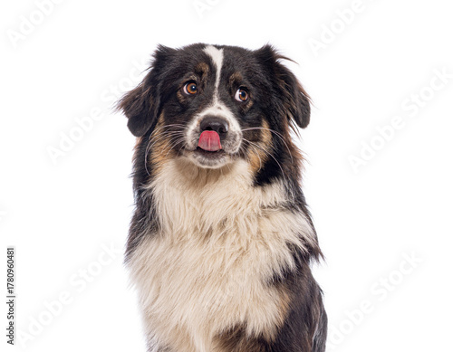 Australian shepherd dog sticking out its tongue and lick its self on white background