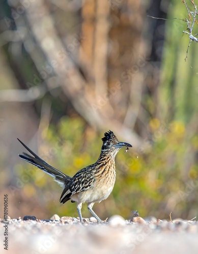 Bird, with dark feathers, holding prey, set against desert plants