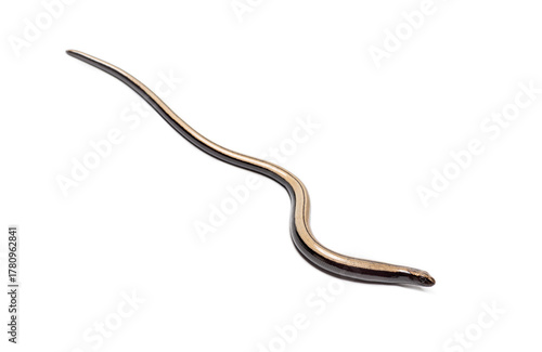 Young common slow worm anguis fragilis crawling on white background
