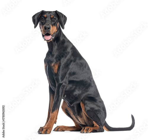 Fotografía Doberman pinscher sitting and looking forward on white background