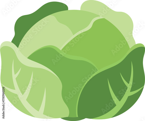 Fresh green cabbage head healthy food icon