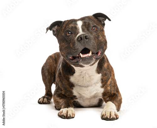 Staffordshire bull terrier lying down and panting on white background