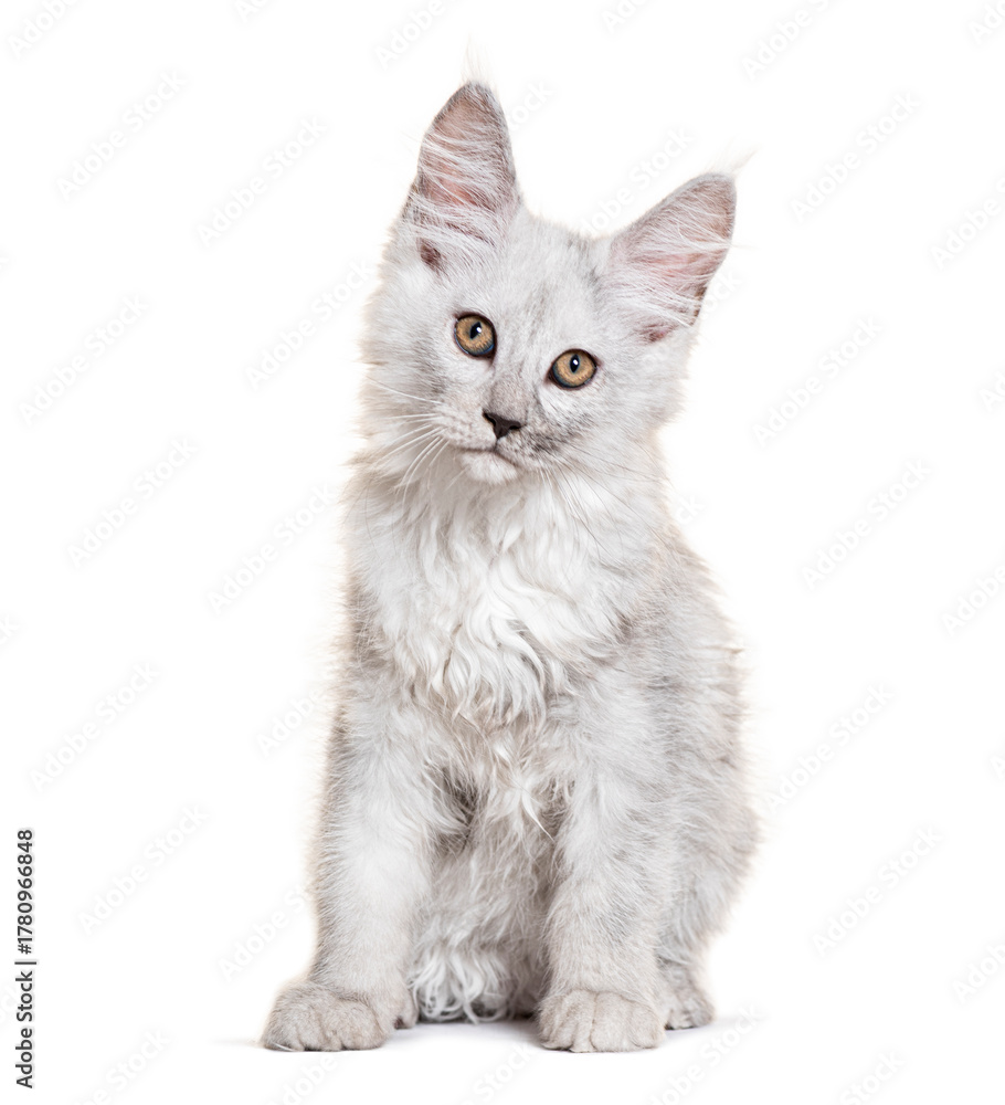 Obraz premium Cute maine coon kitten sitting and looking at camera on white background