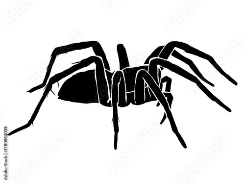 Vector silhouette of a black and white spider illustration on a white background.
