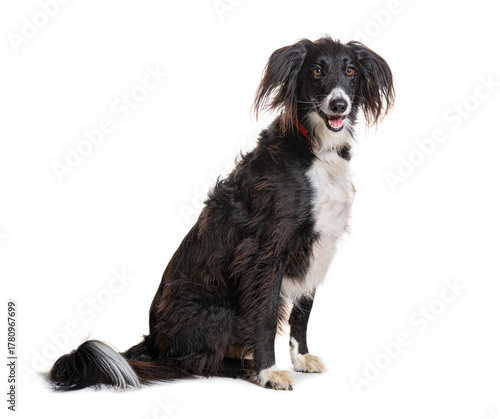 Crossbreed dog sitting and looking with red collar on white background