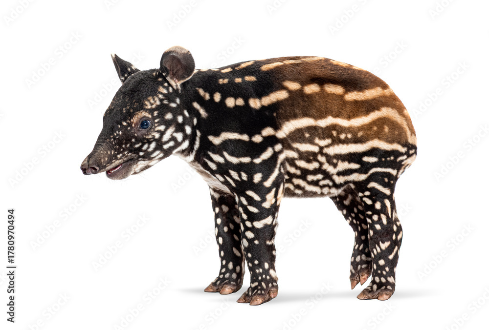 Fototapeta premium Young malayan tapir standing on white background