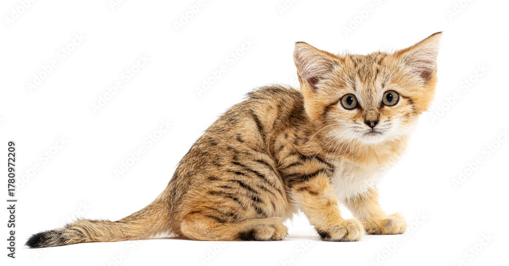 custom made wallpaper toronto digitalSand cat kitten sitting and observing on white background
