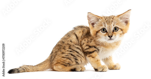 Wallpaper Mural Sand cat kitten sitting and observing on white background Torontodigital.ca