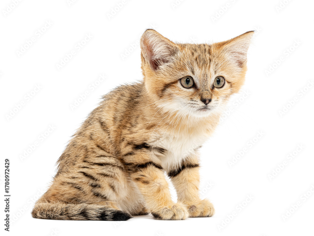 Obraz premium Sand cat kitten sitting and looking curious on white background