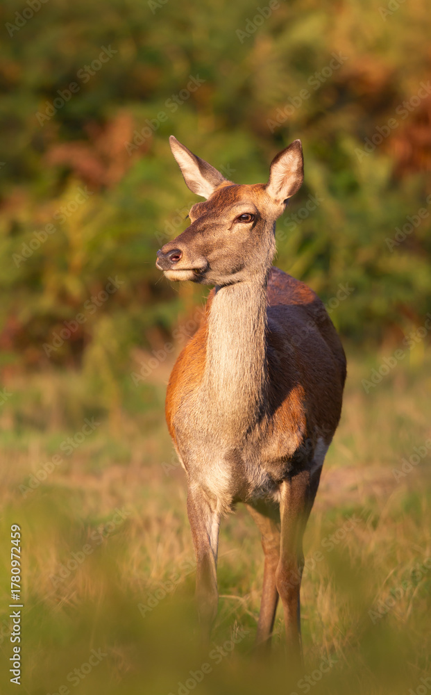 Fototapeta premium Red deer hind standing in autumn meadow