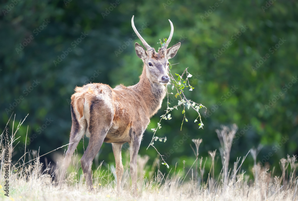 Obraz premium Young red deer stag with grass on antlers in autumn