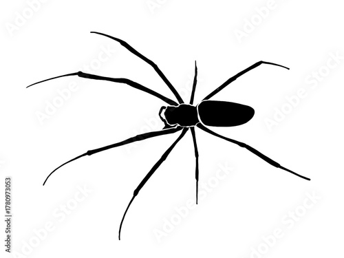Vector silhouette of a black and white spider illustration on a white background.